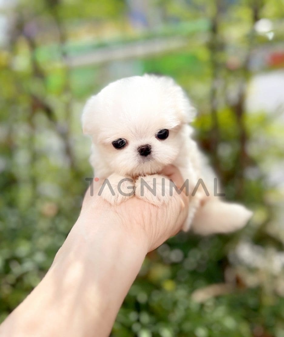 Maltese puppy for sale, dog for sale at Tagnimal