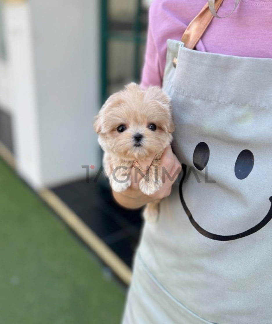 Maltipoo puppy for sale, dog for sale at Tagnimal