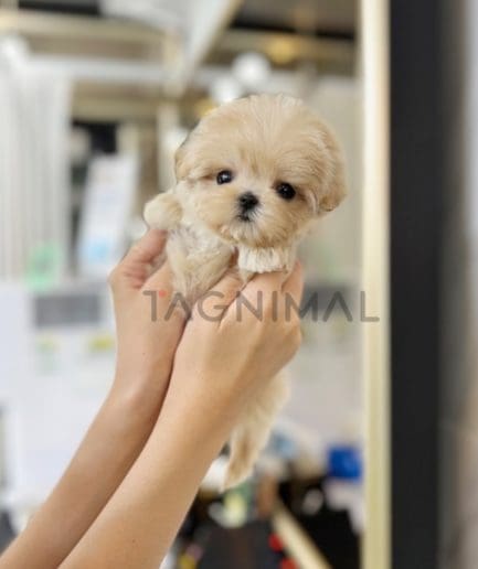 Maltipoo puppy for sale, dog for sale at Tagnimal