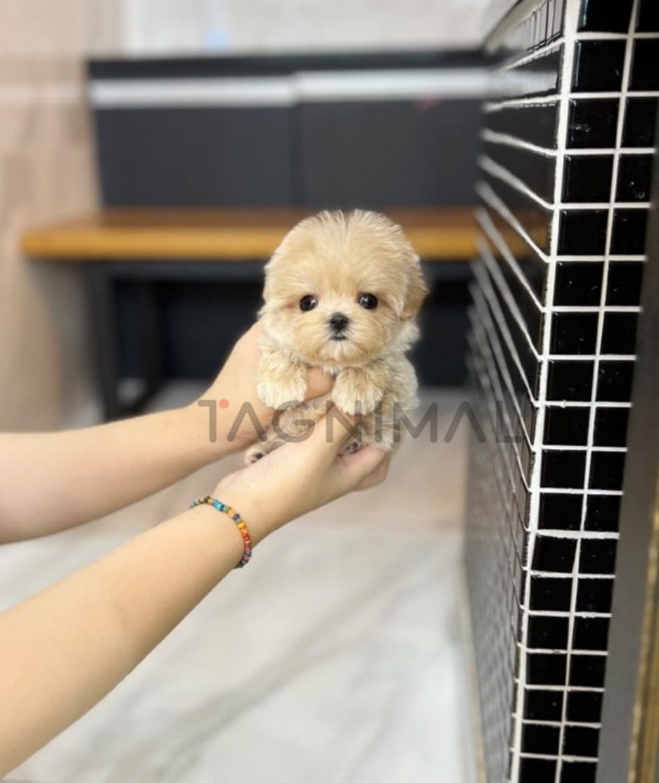 Maltipoo puppy for sale, dog for sale at Tagnimal