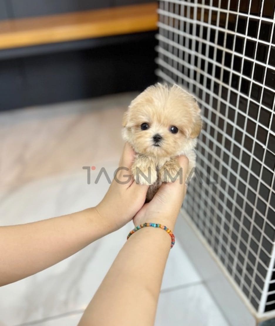 Maltipoo puppy for sale, dog for sale at Tagnimal