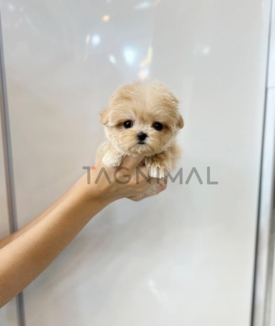 Maltipoo puppy for sale, dog for sale at Tagnimal