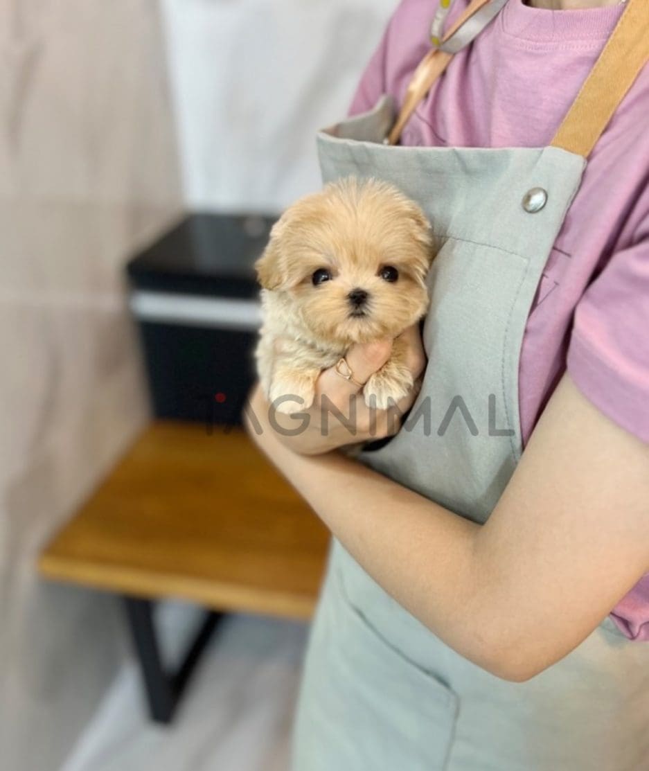 Maltipoo puppy for sale, dog for sale at Tagnimal