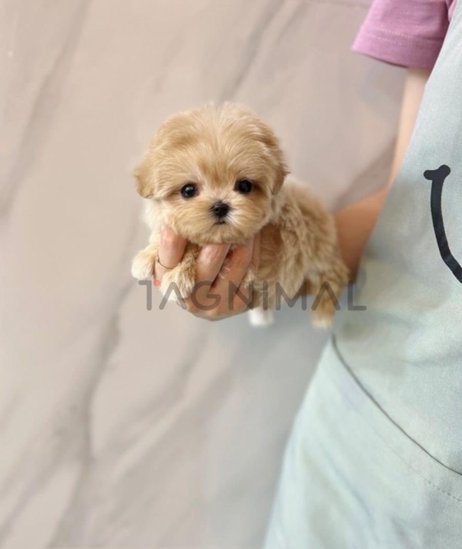 Maltipoo puppy for sale, dog for sale at Tagnimal