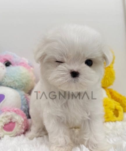 Maltese puppy for sale, dog for sale at Tagnimal