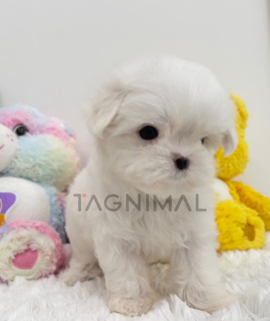 Maltese puppy for sale, dog for sale at Tagnimal