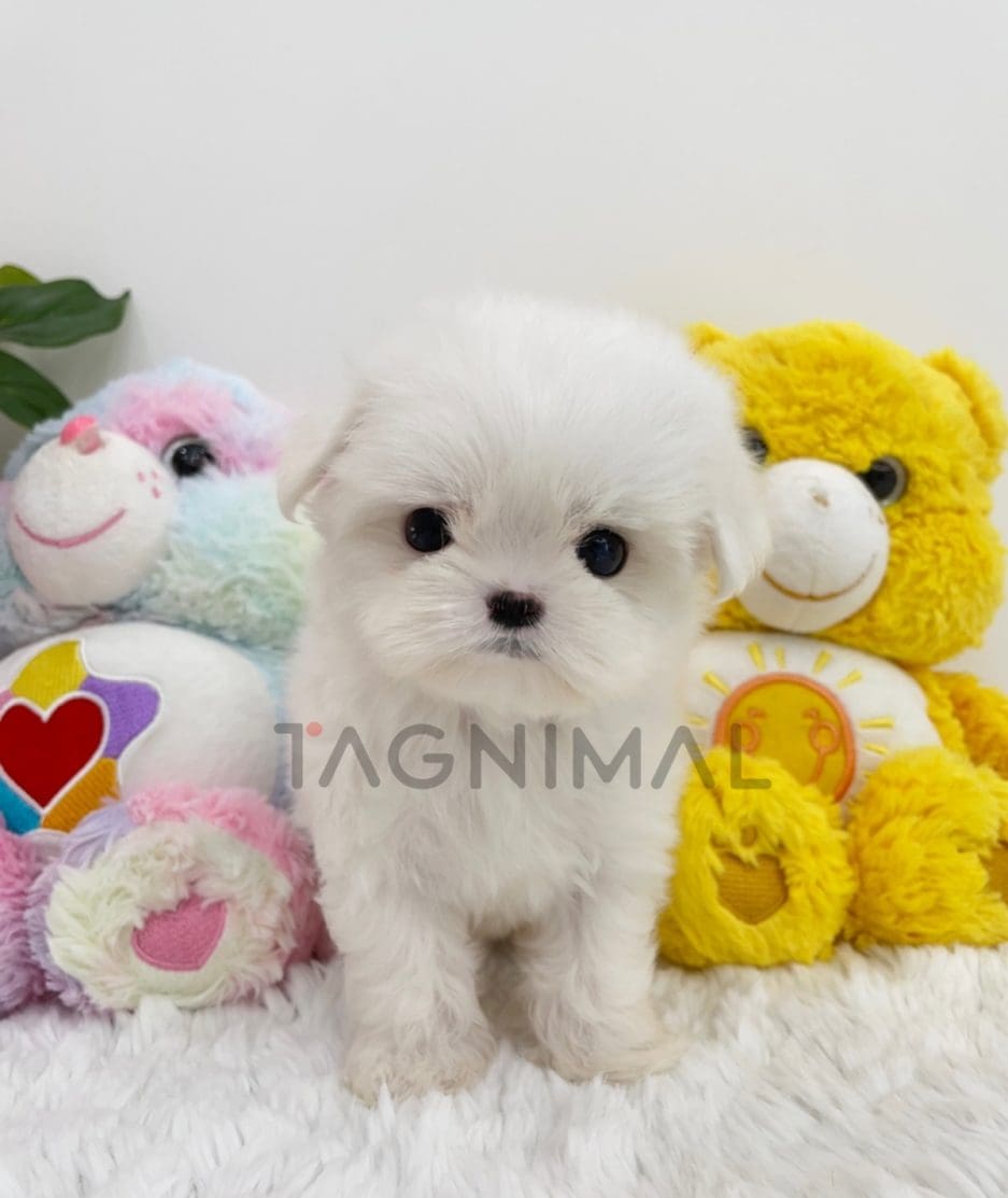 Maltese puppy for sale, dog for sale at Tagnimal