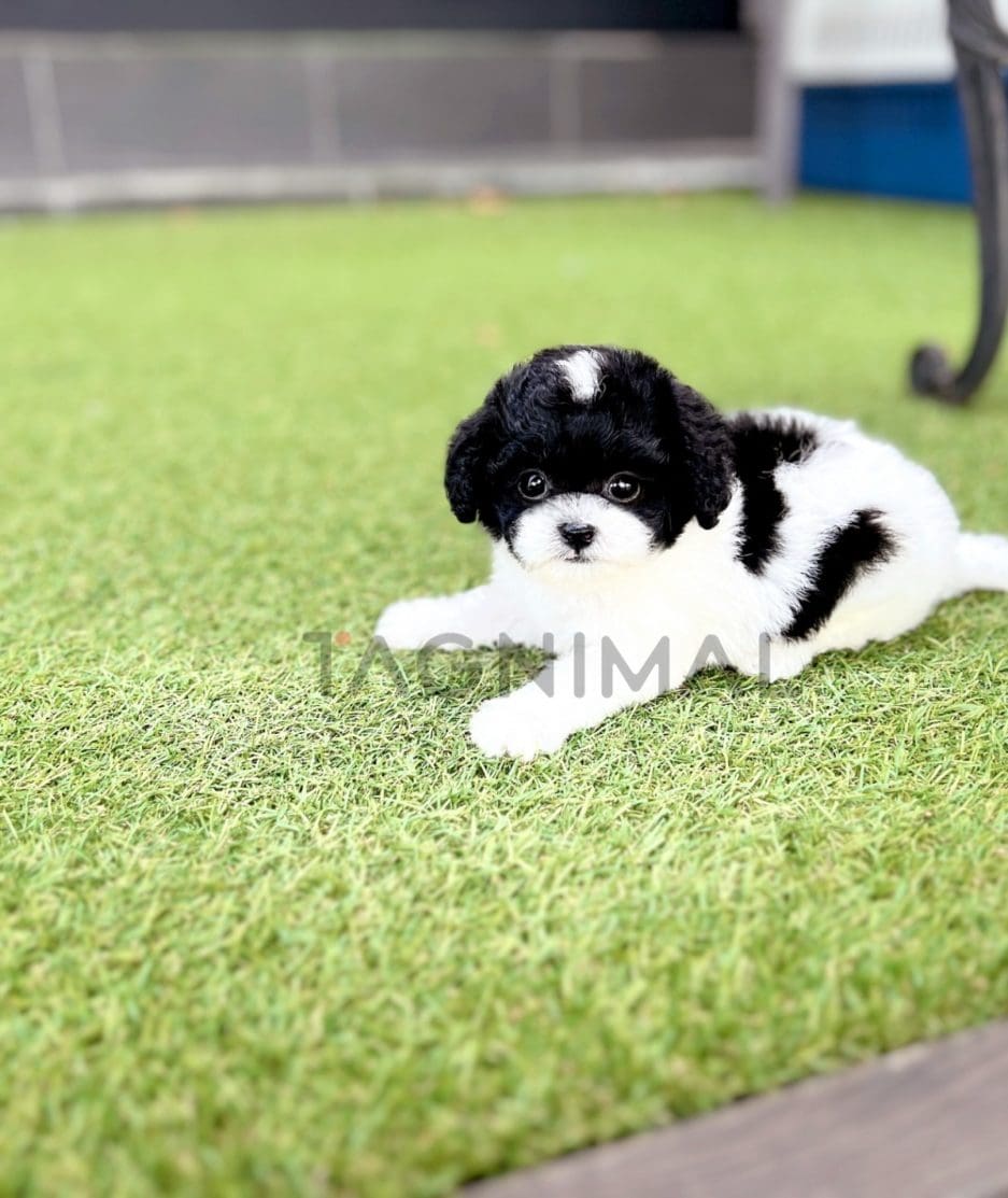 Maltipoo puppy for sale, dog for sale at Tagnimal