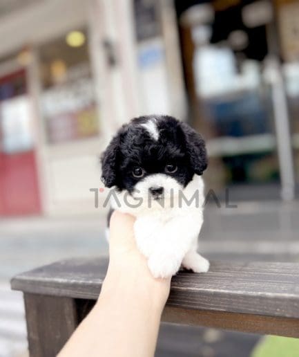 Maltipoo puppy for sale, dog for sale at Tagnimal