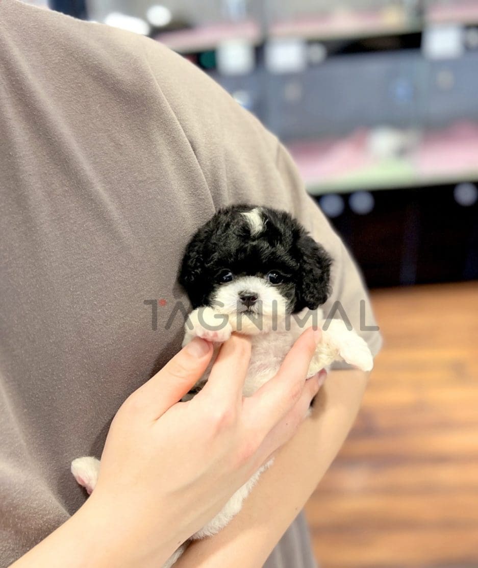 Maltipoo puppy for sale, dog for sale at Tagnimal