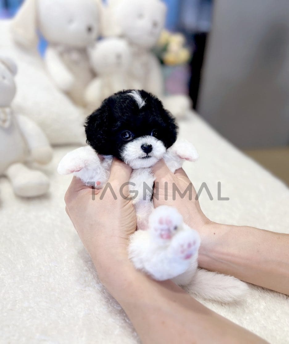 Maltipoo puppy for sale, dog for sale at Tagnimal