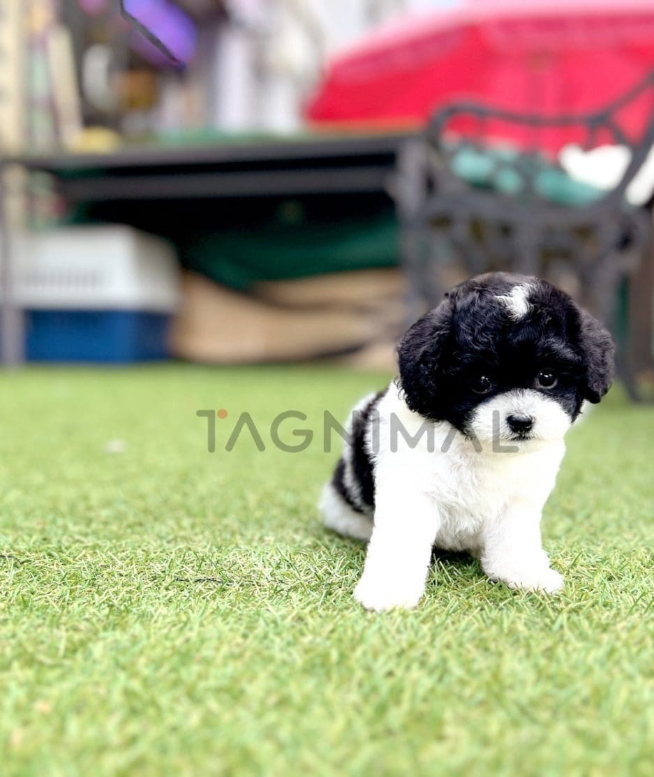 Maltipoo puppy for sale, dog for sale at Tagnimal