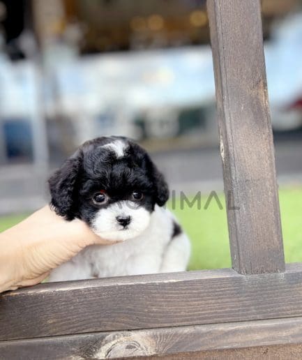 Maltipoo puppy for sale, dog for sale at Tagnimal