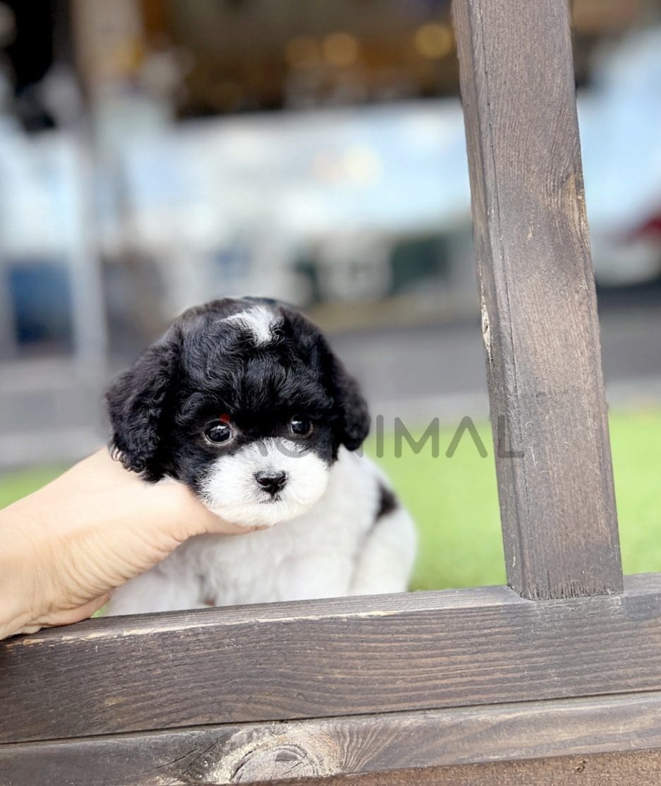 Maltipoo puppy for sale, dog for sale at Tagnimal