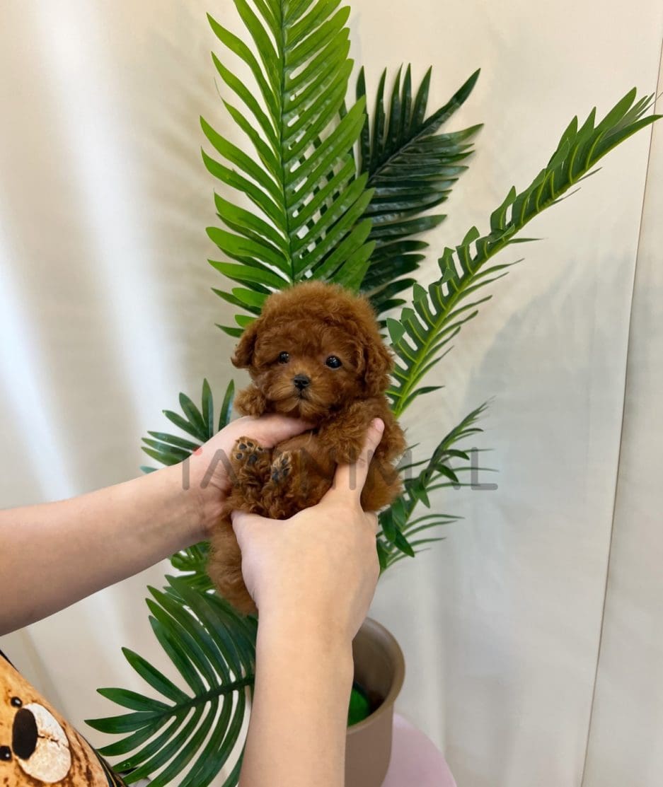 Poodle puppy for sale, dog for sale at Tagnimal