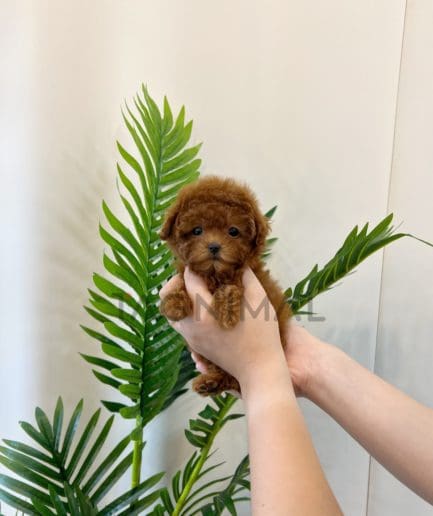 Cinnamon micro poodle outlet female price