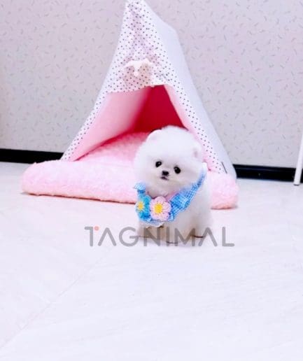 Pomeranian puppy for sale, dog for sale at Tagnimal