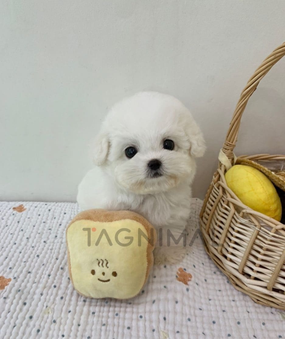 Bichon puppy for sale, dog for sale at Tagnimal