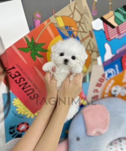 Maltese puppy for sale, dog for sale at Tagnimal