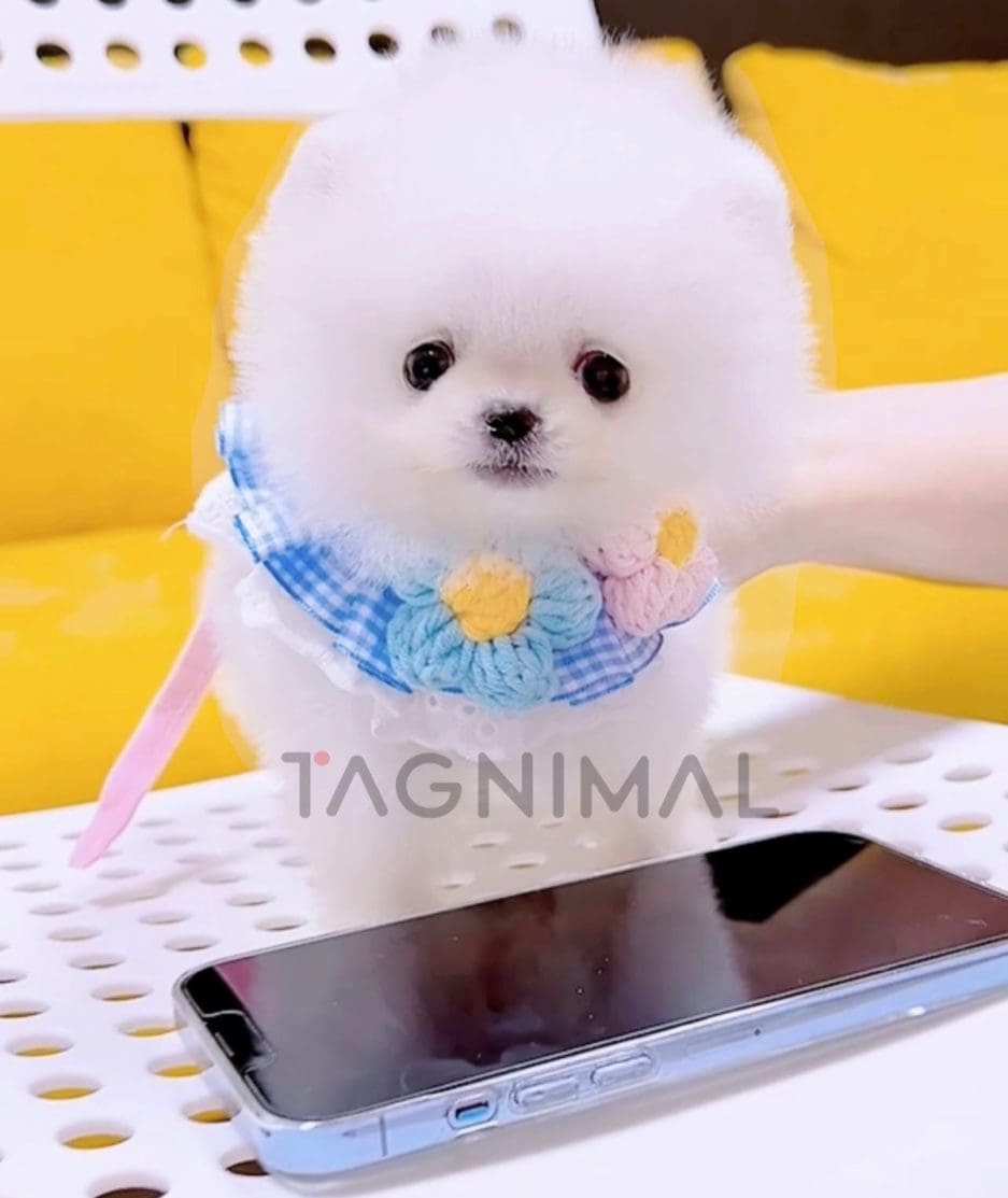 Pomeranian puppy for sale, dog for sale at Tagnimal