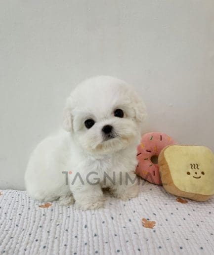 Bichon puppy for sale, dog for sale at Tagnimal