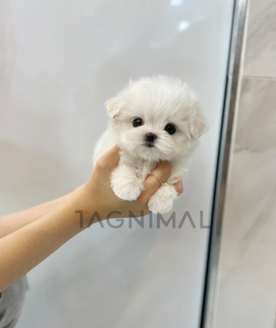 Maltese puppy for sale, dog for sale at Tagnimal