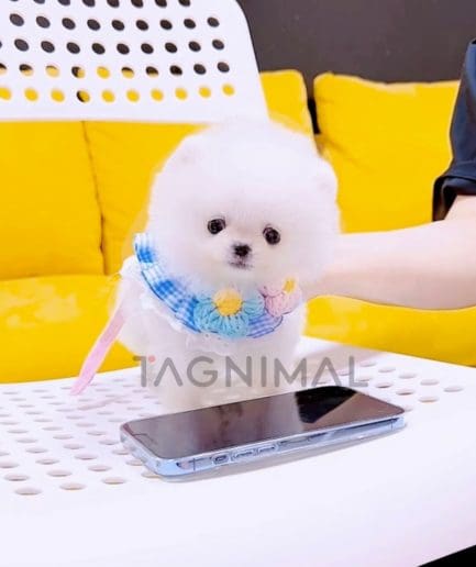 Pomeranian puppy for sale, dog for sale at Tagnimal