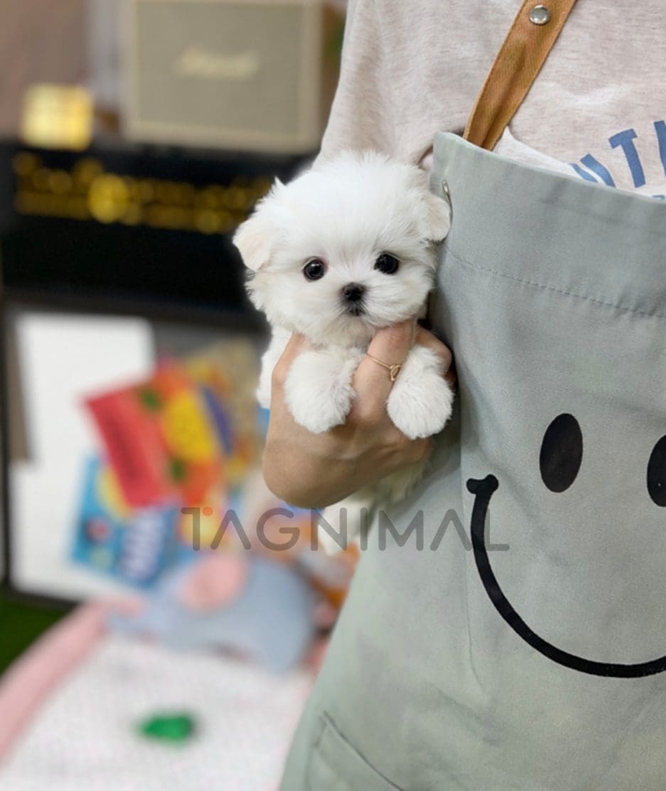 Maltese puppy for sale, dog for sale at Tagnimal