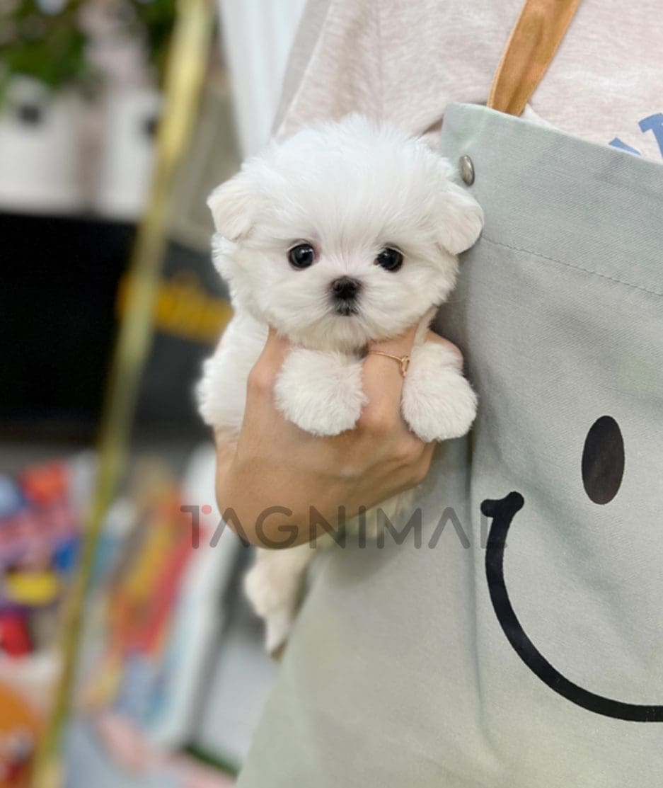 Maltese puppy for sale, dog for sale at Tagnimal