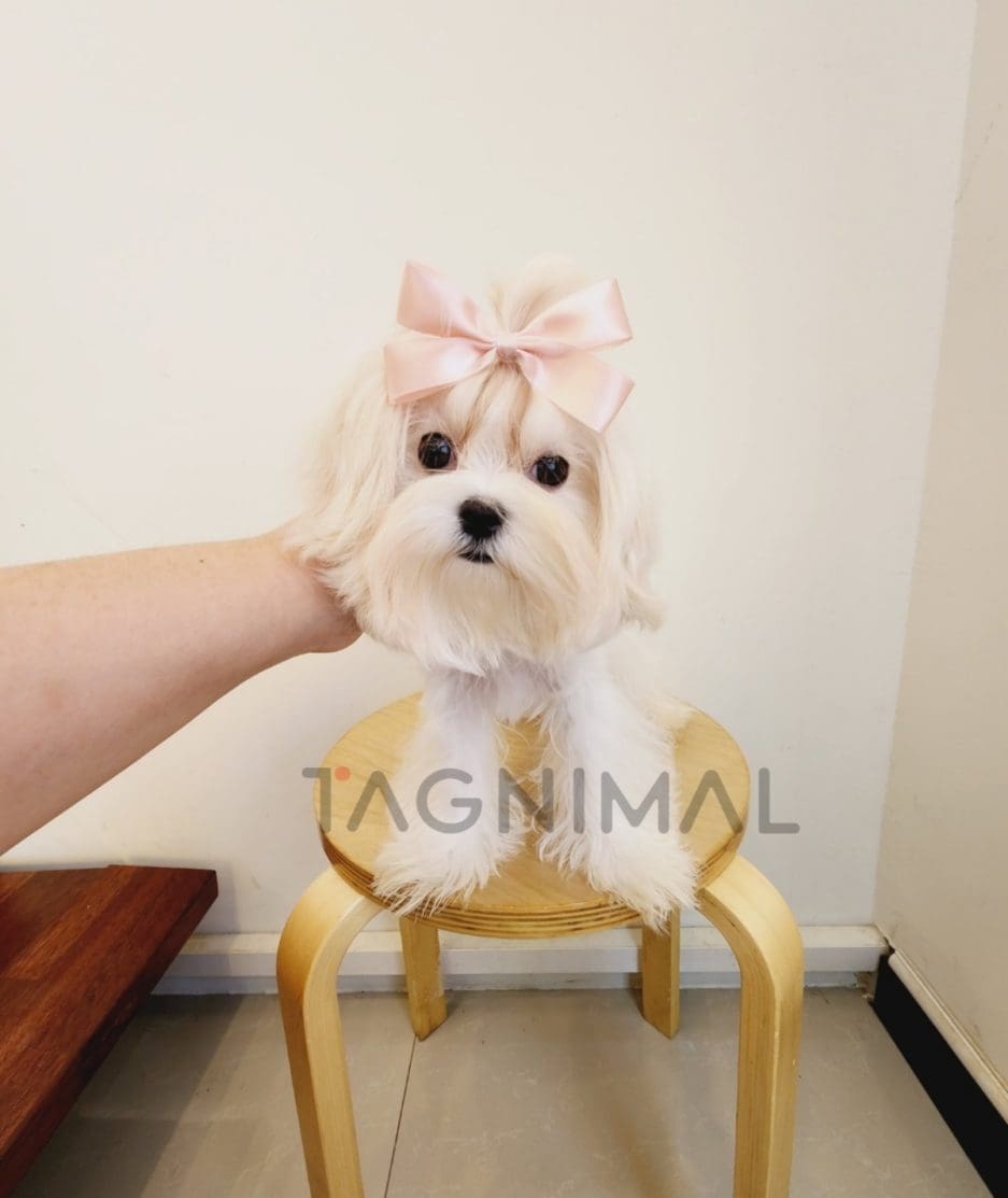 Maltese puppy for sale, dog for sale at Tagnimal