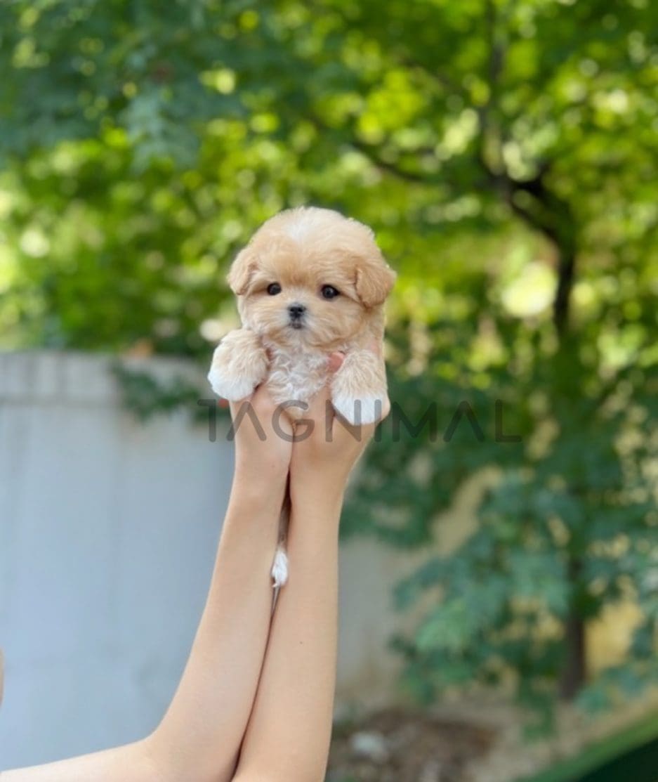 Maltipoo puppy for sale, dog for sale at Tagnimal