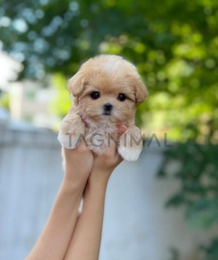 Maltipoo puppy for sale, dog for sale at Tagnimal