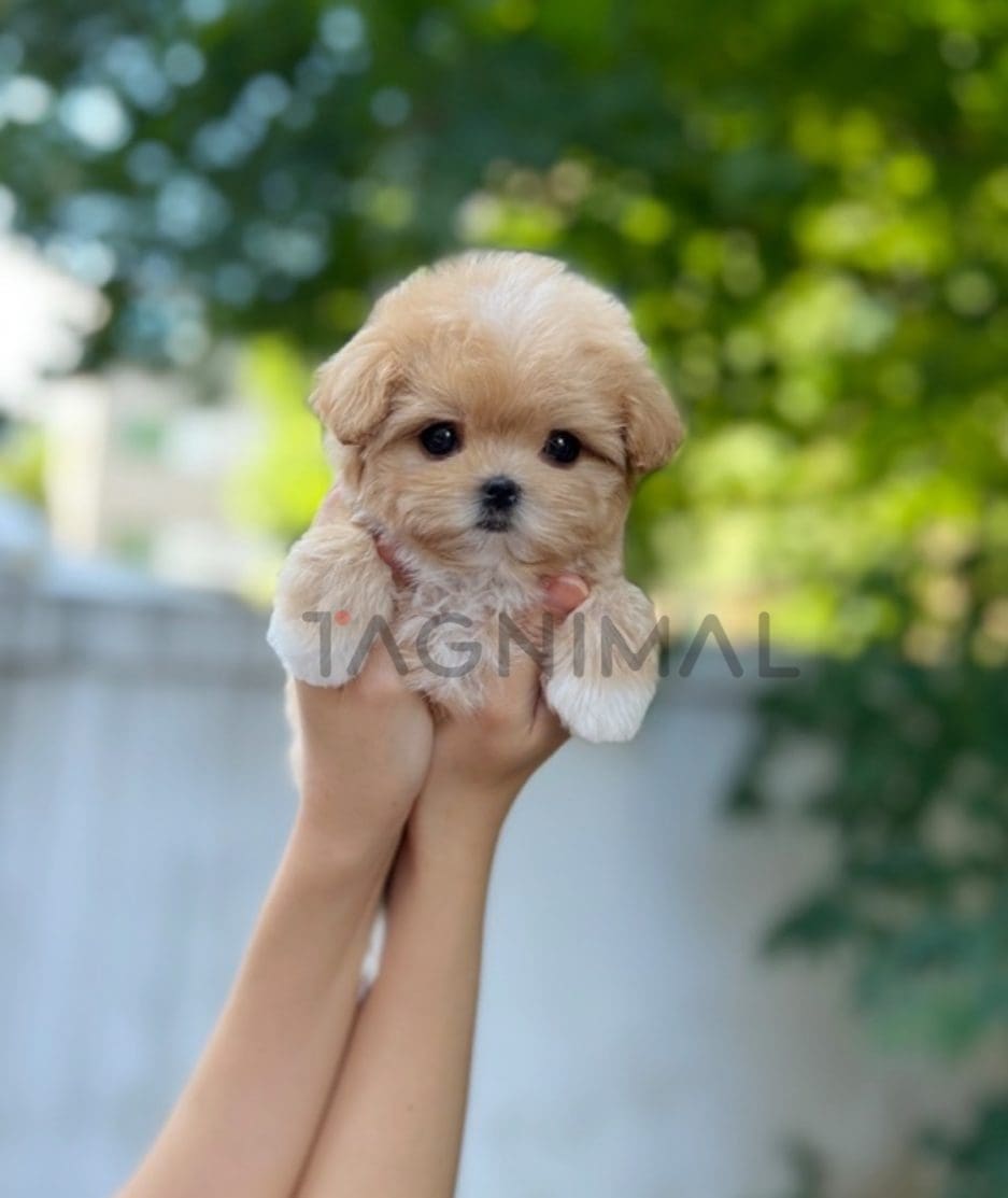 Maltipoo puppy for sale, dog for sale at Tagnimal