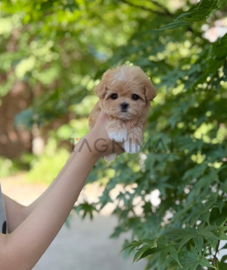 Maltipoo puppy for sale, dog for sale at Tagnimal