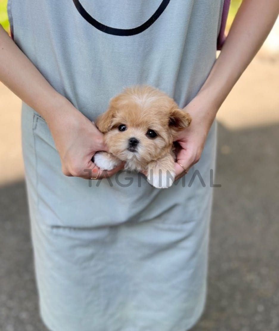 Maltipoo puppy for sale, dog for sale at Tagnimal