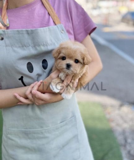 Maltipoo puppy for sale, dog for sale at Tagnimal