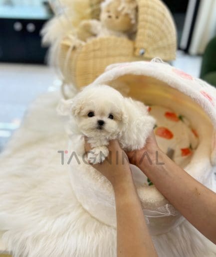 Bichon puppy for sale, dog for sale at Tagnimal