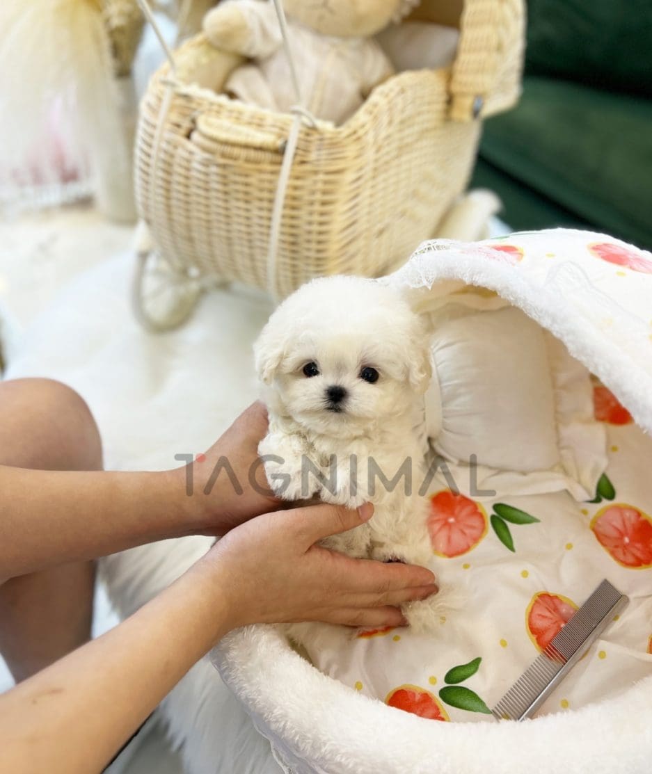 Bichon puppy for sale, dog for sale at Tagnimal