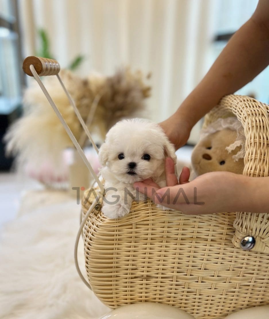 Bichon puppy for sale, dog for sale at Tagnimal