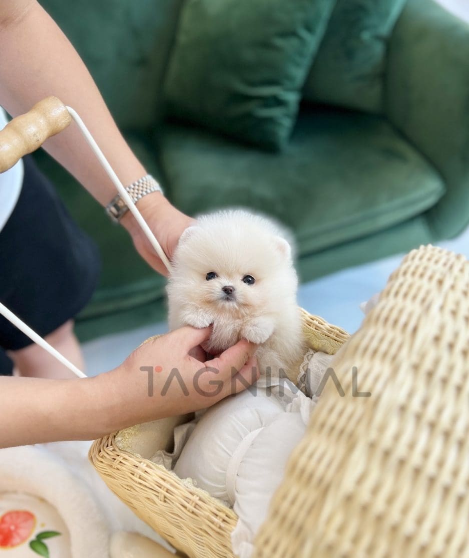 Pomeranian puppy for sale, dog for sale at Tagnimal