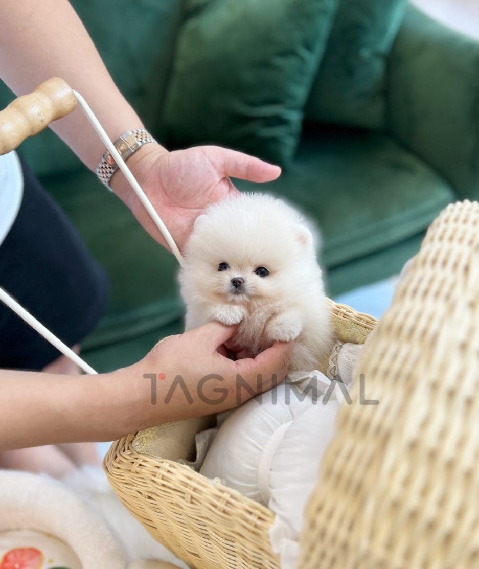 Pomeranian puppy for sale, dog for sale at Tagnimal