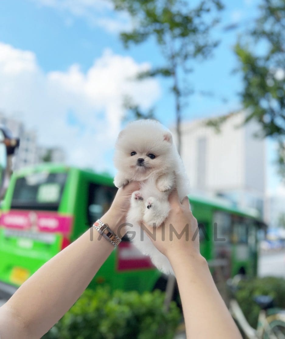 Pomeranian puppy for sale, dog for sale at Tagnimal