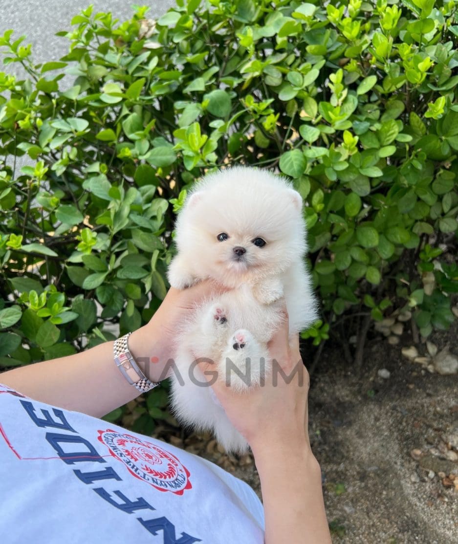 Pomeranian puppy for sale, dog for sale at Tagnimal