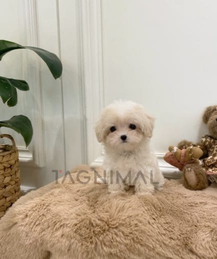 Maltipoo puppy for sale, dog for sale at Tagnimal