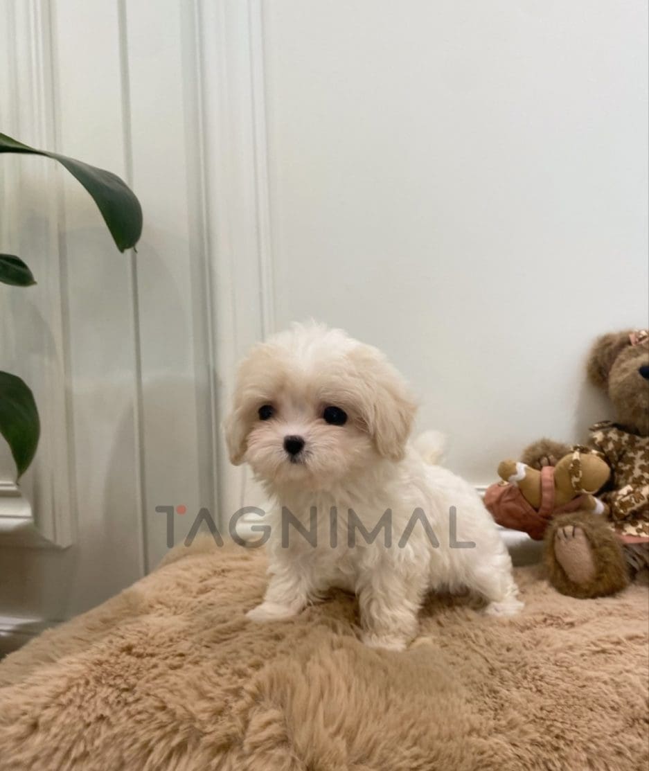 Maltipoo puppy for sale, dog for sale at Tagnimal