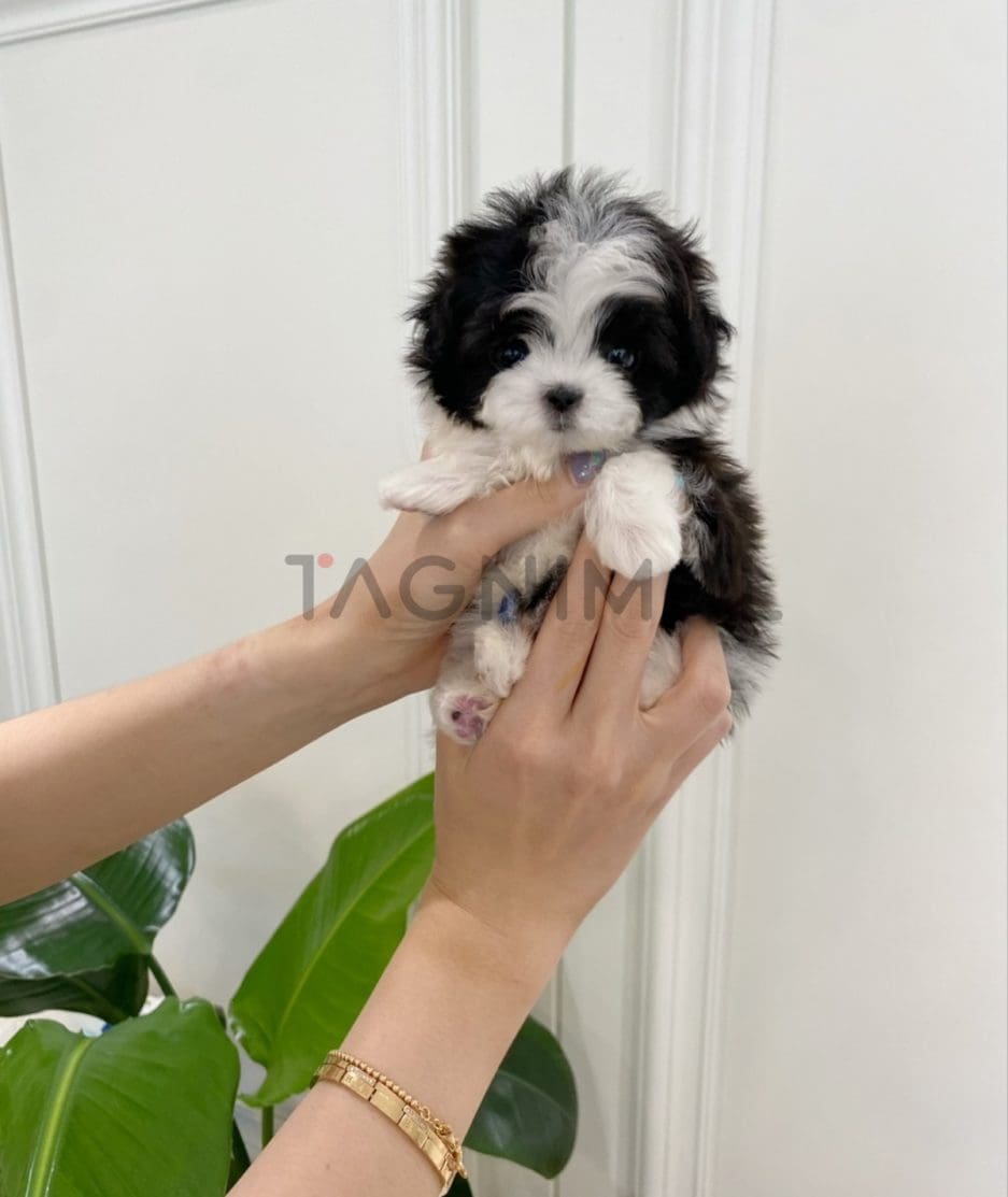 Maltipoo puppy for sale, dog for sale at Tagnimal