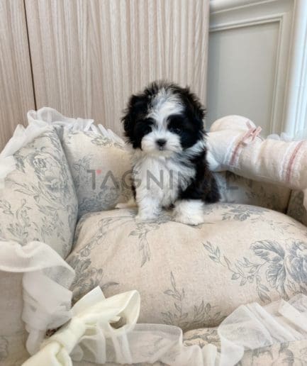 Maltipoo puppy for sale, dog for sale at Tagnimal