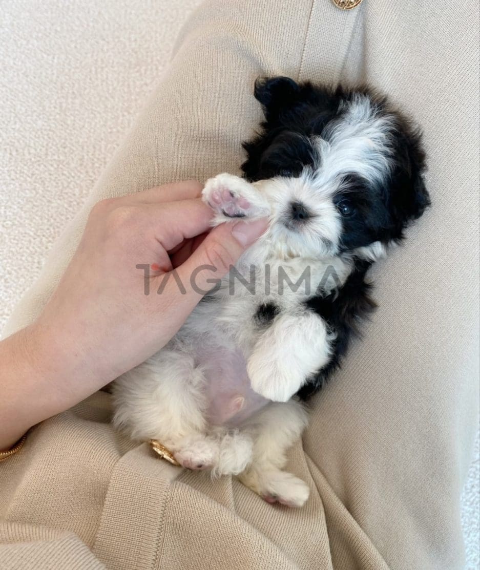 Maltipoo puppy for sale, dog for sale at Tagnimal