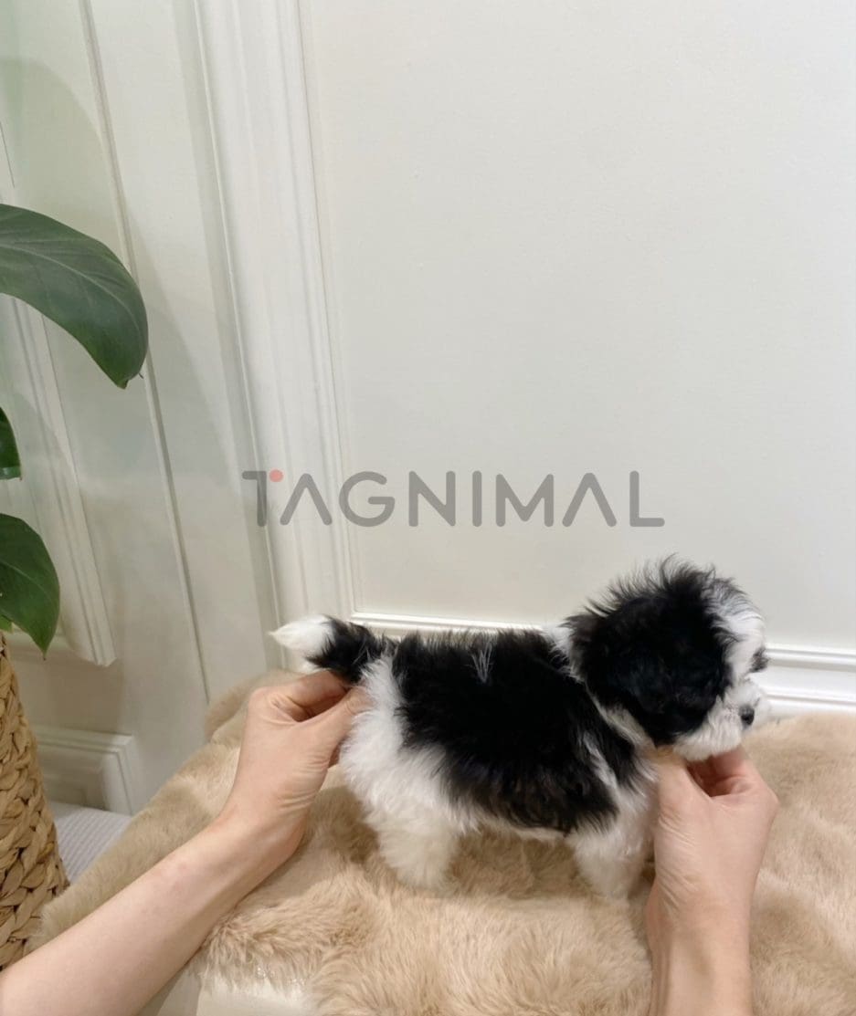 Maltipoo puppy for sale, dog for sale at Tagnimal