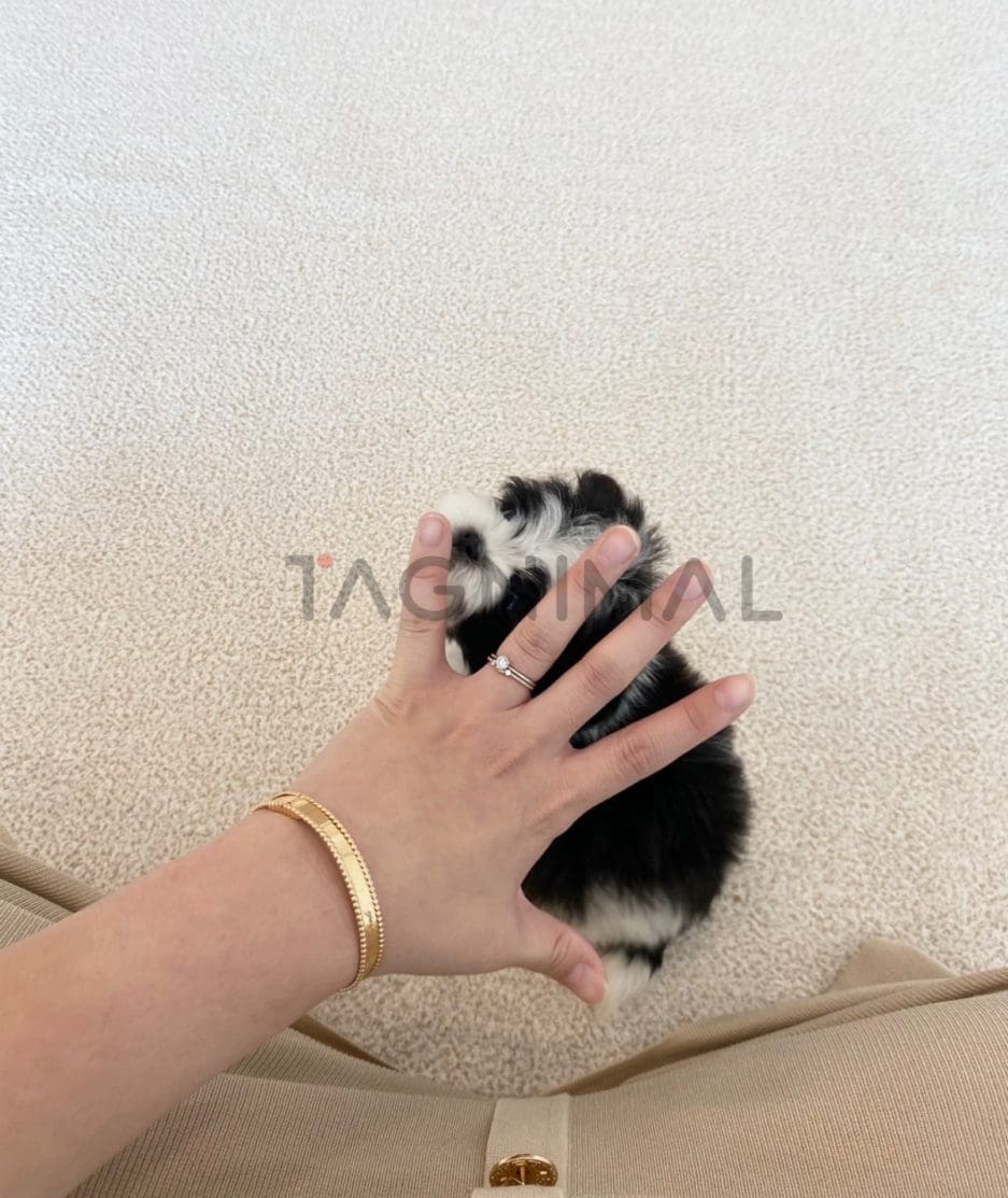 Maltipoo puppy for sale, dog for sale at Tagnimal